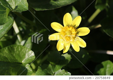 Himekirukka Himekirukka 20758649