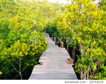 Walkway with wooden bridge through mangrove Walkway with wooden bridge through mangrove 20758816