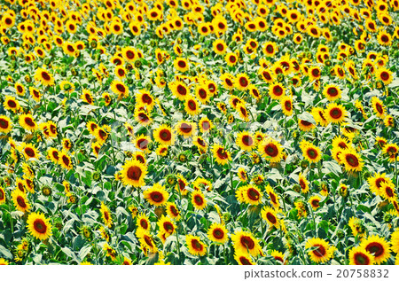 Sunflower field 20758832