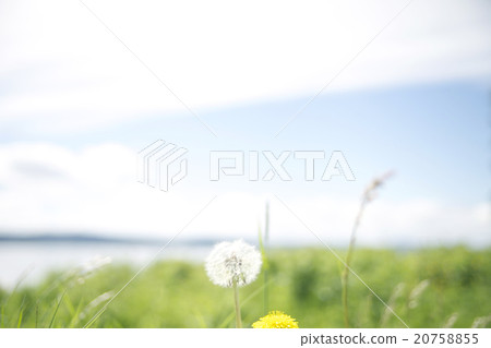 Dandelion dandelion in Sweden's waterside Dandelion dandelion in Sweden's waterside 20758855