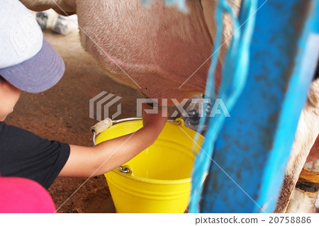 擠奶經驗 擠奶經驗 20758886