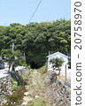 Ichigi沙丘蕨類社區（高知縣安藝市） 20758970