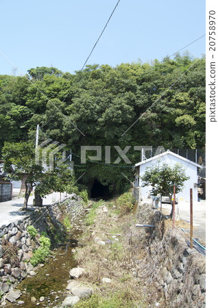 Ichigi沙丘蕨類社區（高知縣安藝市） 20758970