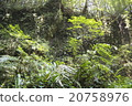 Ichigi沙丘蕨類社區（高知縣安藝市） 20758976