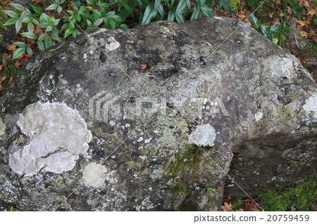 Benkei的力量釘子 20759459