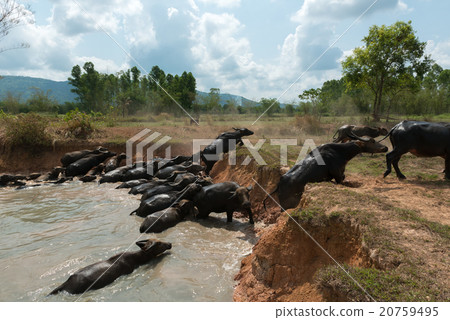 People Turn to Buffalo People Turn to Buffalo 20759495