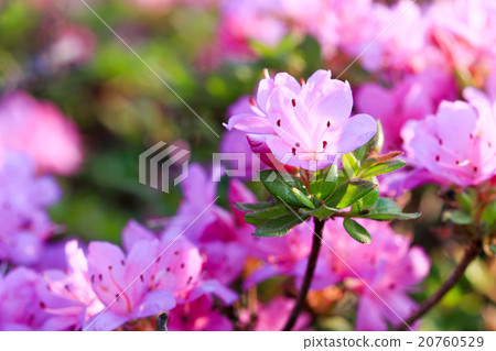 Miyama Kirishima Senzent Gorge 20760529