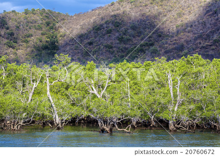 Mangrove trees Mangrove trees 20760672