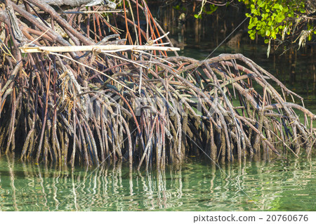 Mangrove trees 20760676