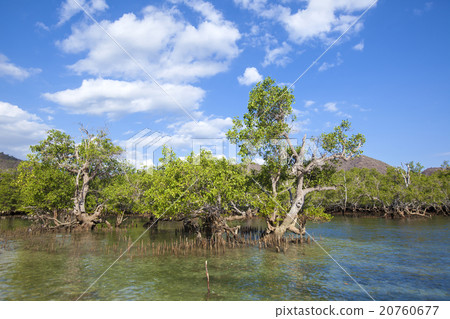 Mangrove trees 20760677