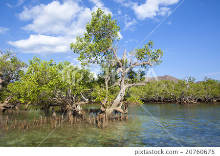 Mangrove trees Mangrove trees 20760678