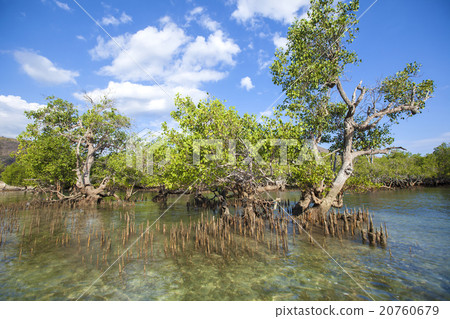 Mangrove trees 20760679