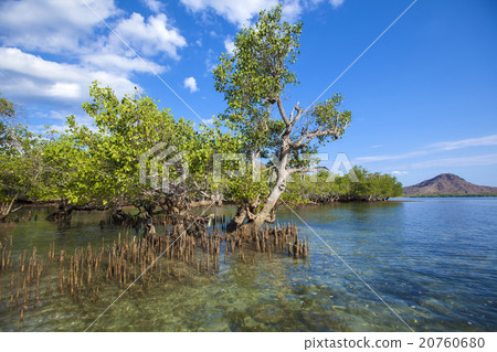 Mangrove trees Mangrove trees 20760680
