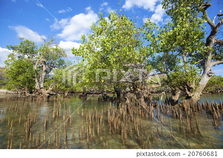 Mangrove trees 20760681