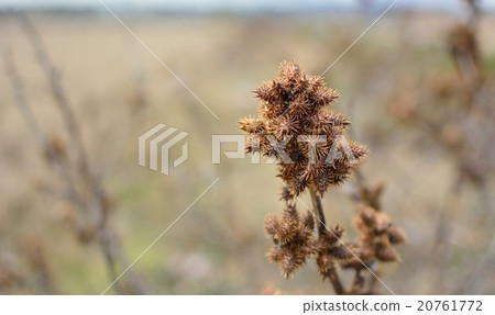 Houseworm 6 Houseworm 6 20761772