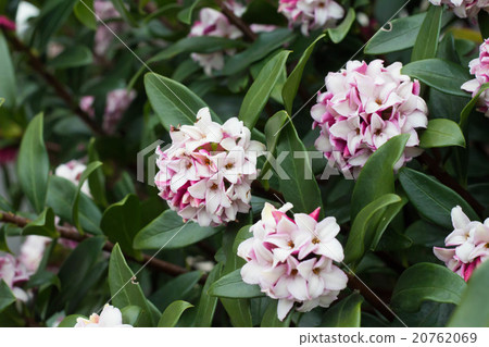 Sinking flower Sinking flower 20762069