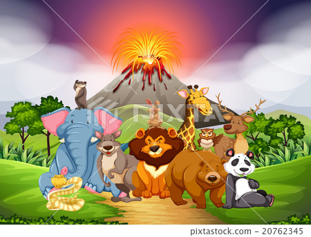 Wild animals in the field with volcano background Wild animals in the field with volcano background 20762345