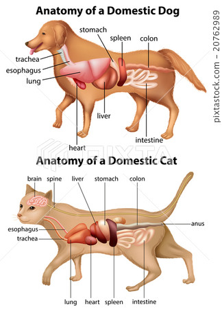 Anatomy of domestic dog and cat Anatomy of domestic dog and cat 20762989
