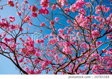 pink trumpet tree blossom and blue sky 20763388