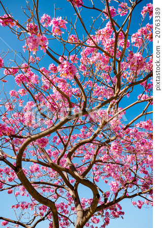 pink trumpet tree blossom and blue sky 20763389