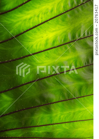 Green caladium leaf textures 20763417