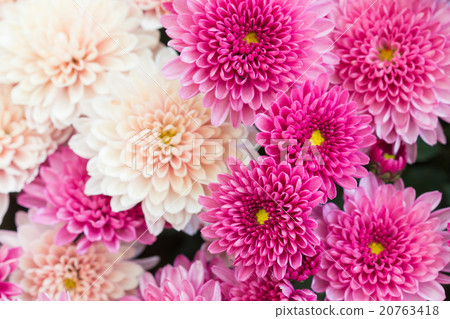 Beautiful dahlia for background 20763418
