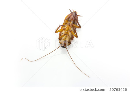 Close up cockroach isolated on white background 20763426