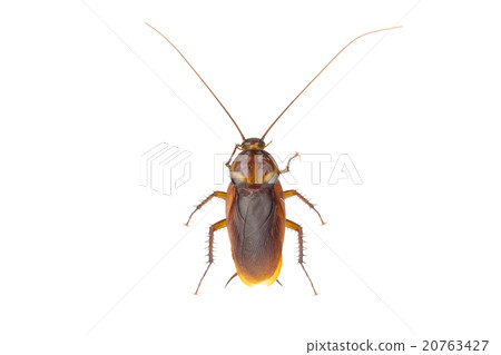 Close up cockroach isolated on white background 20763427