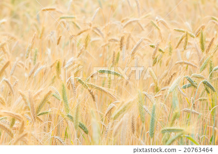 Barley field 20763464