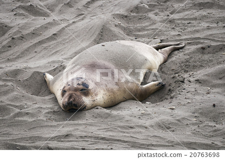 Sea Lion at Beach 20763698