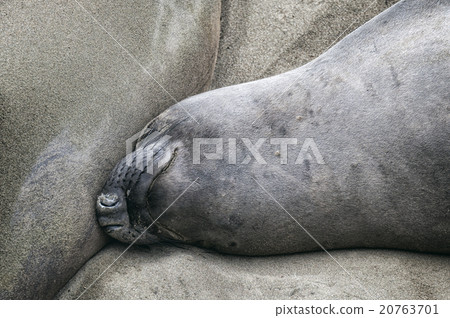 Sea Lions at Beach  at Beach 20763701