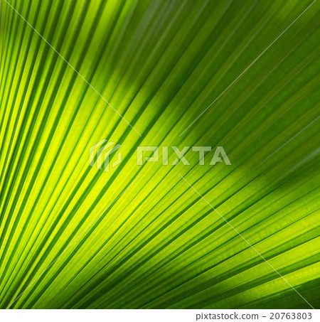 Sunlight on palm leaf Sunlight on palm leaf 20763803