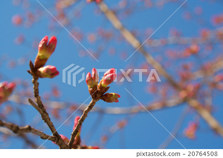 櫻桃芽 20764508
