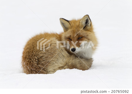 Kita fox · winter Kita fox · winter 20765092