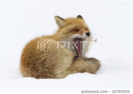Kita fox · winter 20765093