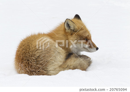 Kita fox · winter Kita fox · winter 20765094