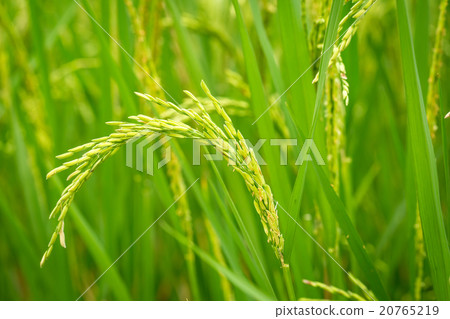 Ear of Rice 20765219