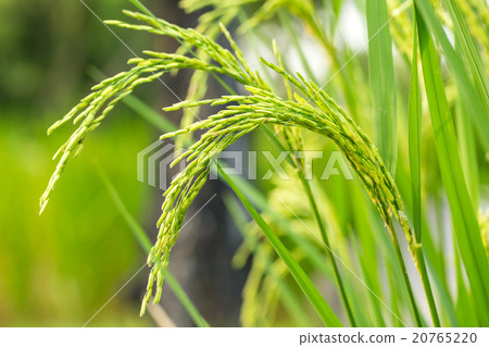 Ear of Rice 20765220
