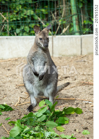 grazzing Red-necked Wallaby grazzing Red-necked Wallaby 20765552