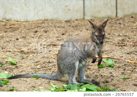 Red-necked Wallaby baby grazing Red-necked Wallaby baby grazing 20765557
