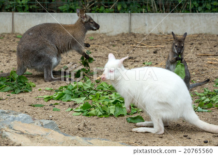 grazzing Red-necked Wallaby grazzing Red-necked Wallaby 20765560