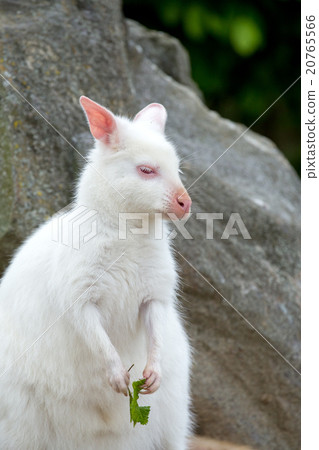 Closeup of a Red-necked Wallaby white albino female Closeup of a Red-necked Wallaby white albino female 20765566