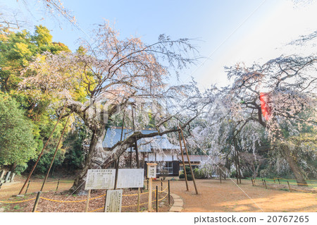 Lucky Temple of Spring 20767265