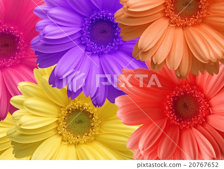 Flowers Flowers 20767652