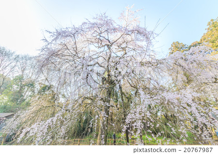 Lucky Temple of Spring 20767987