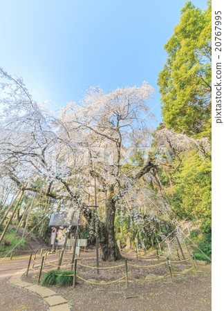 Lucky Temple of Spring 20767995