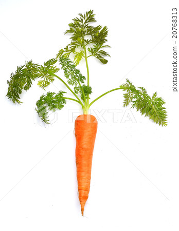 Caution) On the background white, I will purposely leave the soil. Carrot image of home garden. 20768313