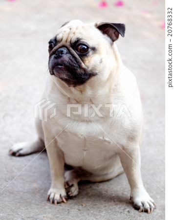 cute lovely white fat pug dog playing alone cute lovely white fat pug dog playing alone 20768332