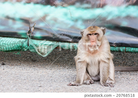 Old monkey sitting on the ground Old monkey sitting on the ground 20768518