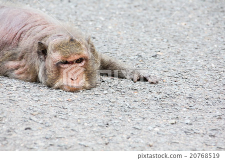 Old monkey sleeping on the ground Old monkey sleeping on the ground 20768519